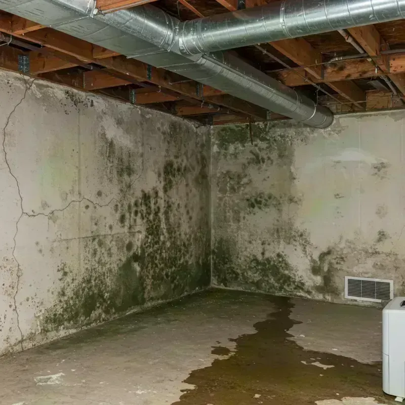 Professional Mold Removal in New Castle, CO